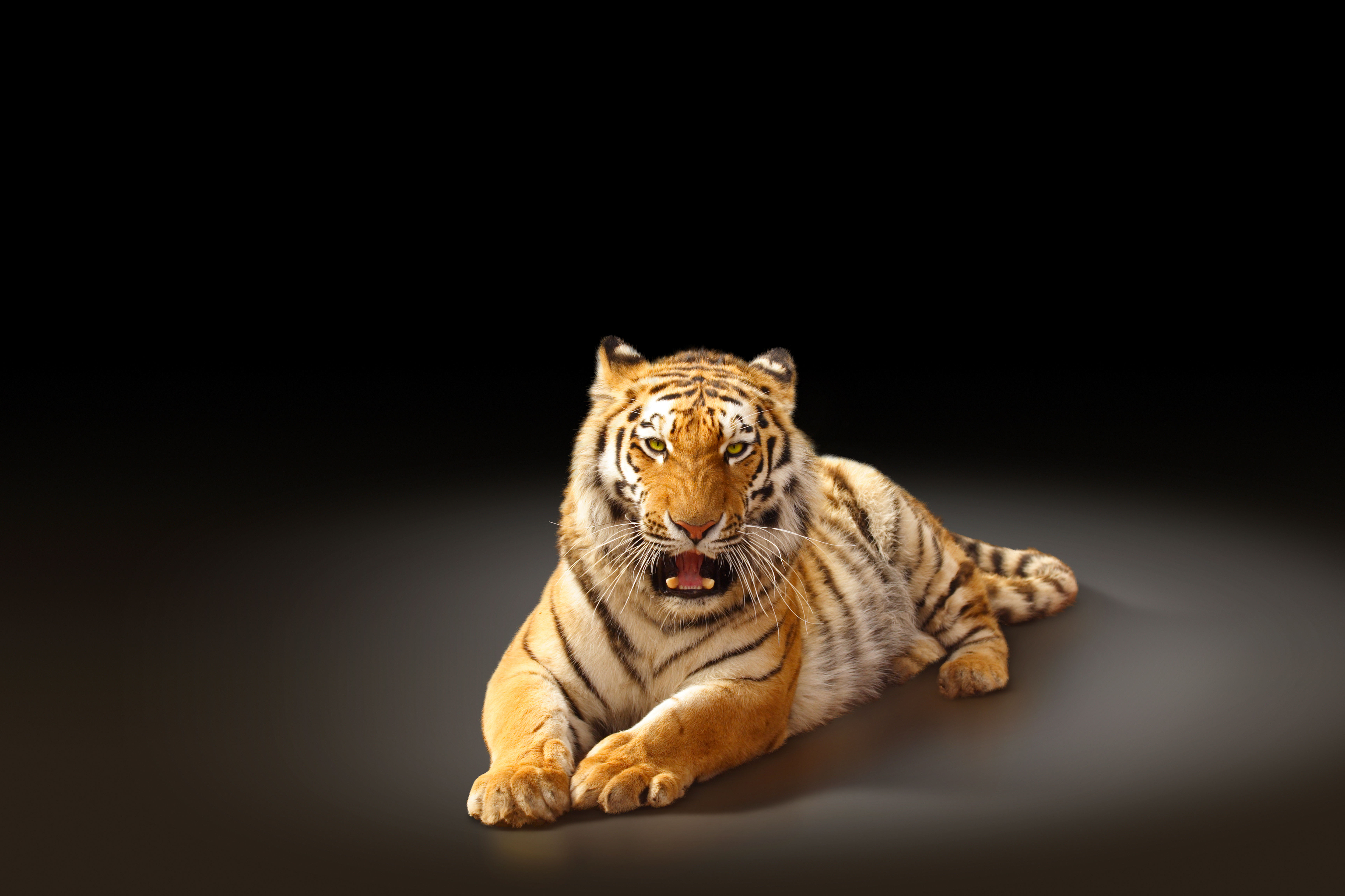 Заставки красивые тигры. Тигр. Красивый тигр. Тигр на рабочий стол. Фон для рабочего стола тигр.