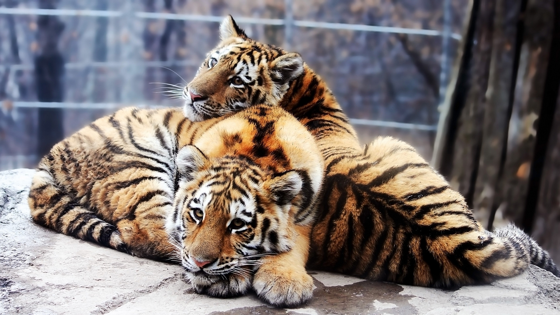 Картинку чтоб поставить. Тигр и тигрица. Тигр обои. Постер Тигренок. Заставка на компьютер животные.