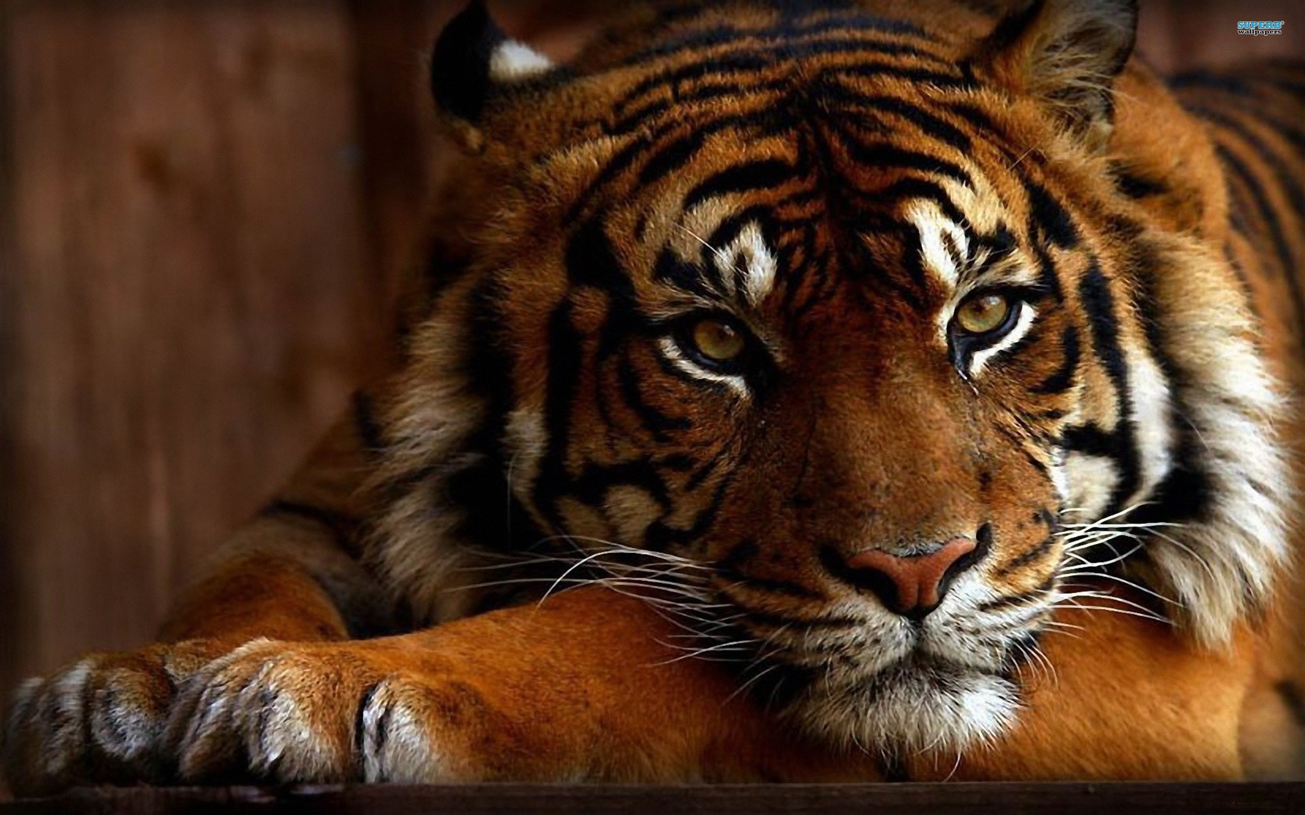 Обои тигры на рабочий. Красивый тигр. Тигр обои. Очень красивый тигр. Тигр красавец.