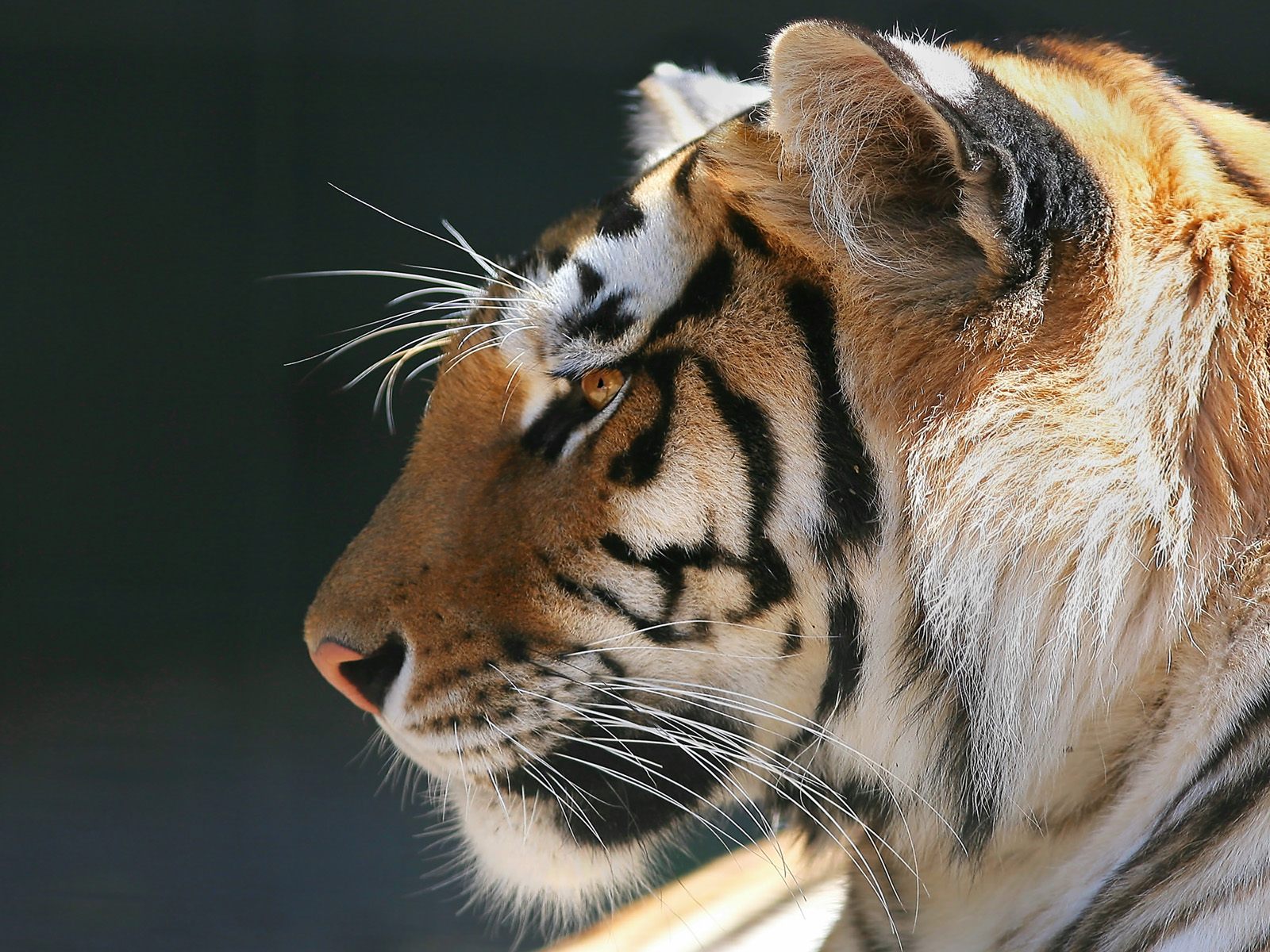 Фото тигра на аватарку для мужчин со смыслом про жизнь