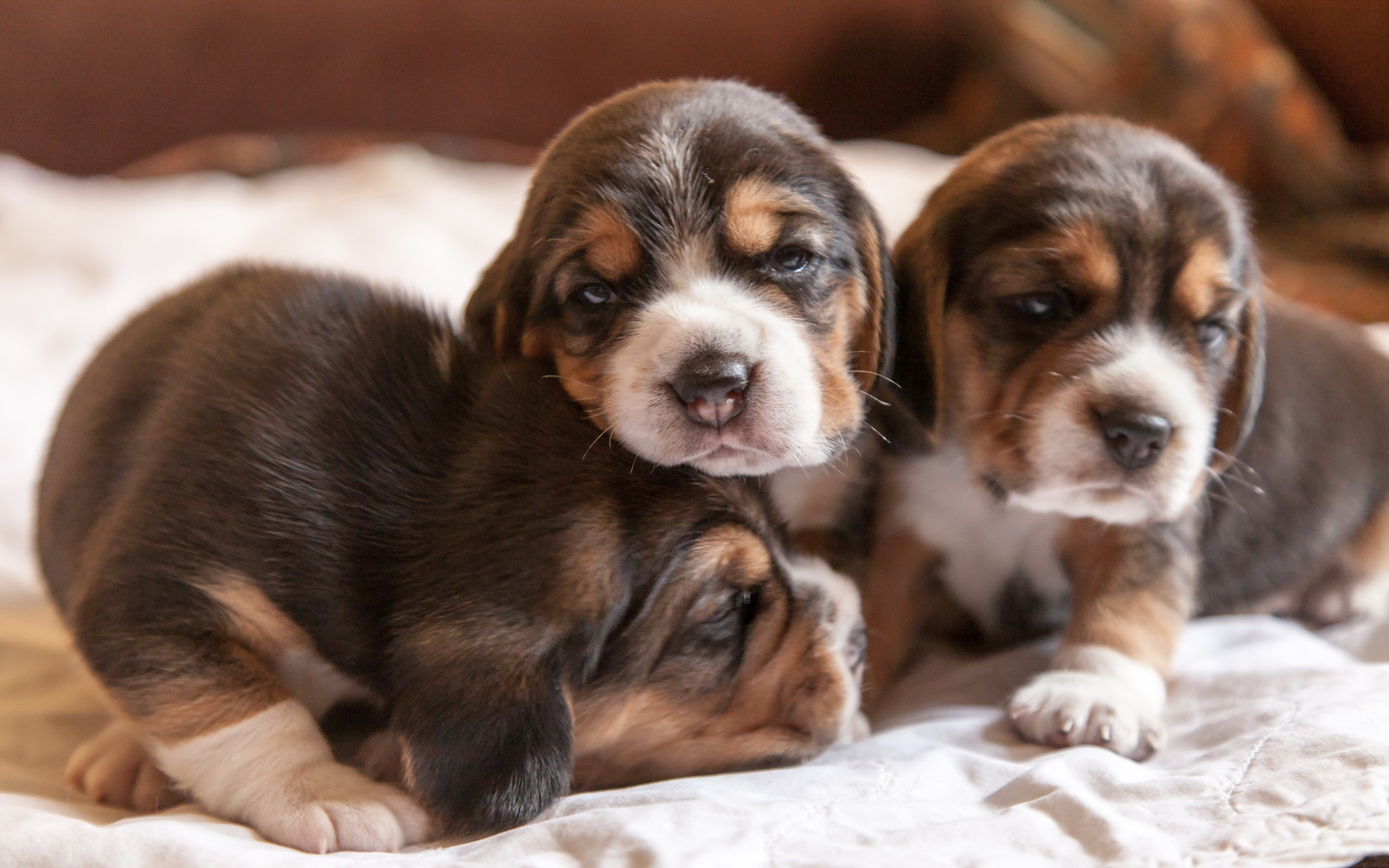 Картинки щеночков. Бигль щенок. Бигль собака щенок. Бигль щенки новорождённые. Бигль Новорожденные щенки.