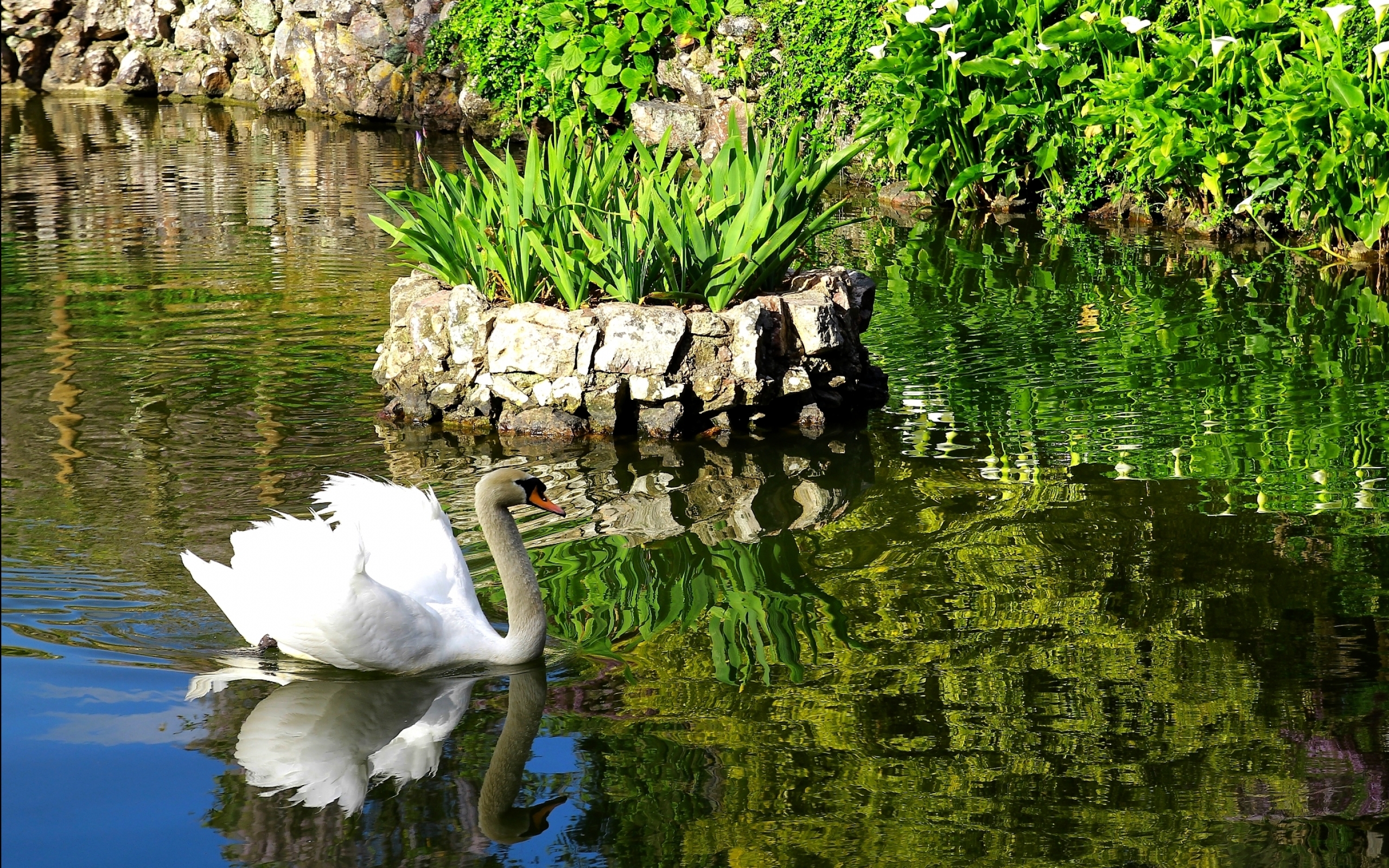 Красивые озера лебеди. Лебединое озеро Абхазия. Лебеди на озере. Лебеди на озере с кувшинками. Красивый пруд.