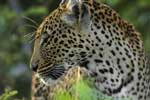 картинки леопарды бесплатно