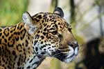 смотреть картинки леопардов