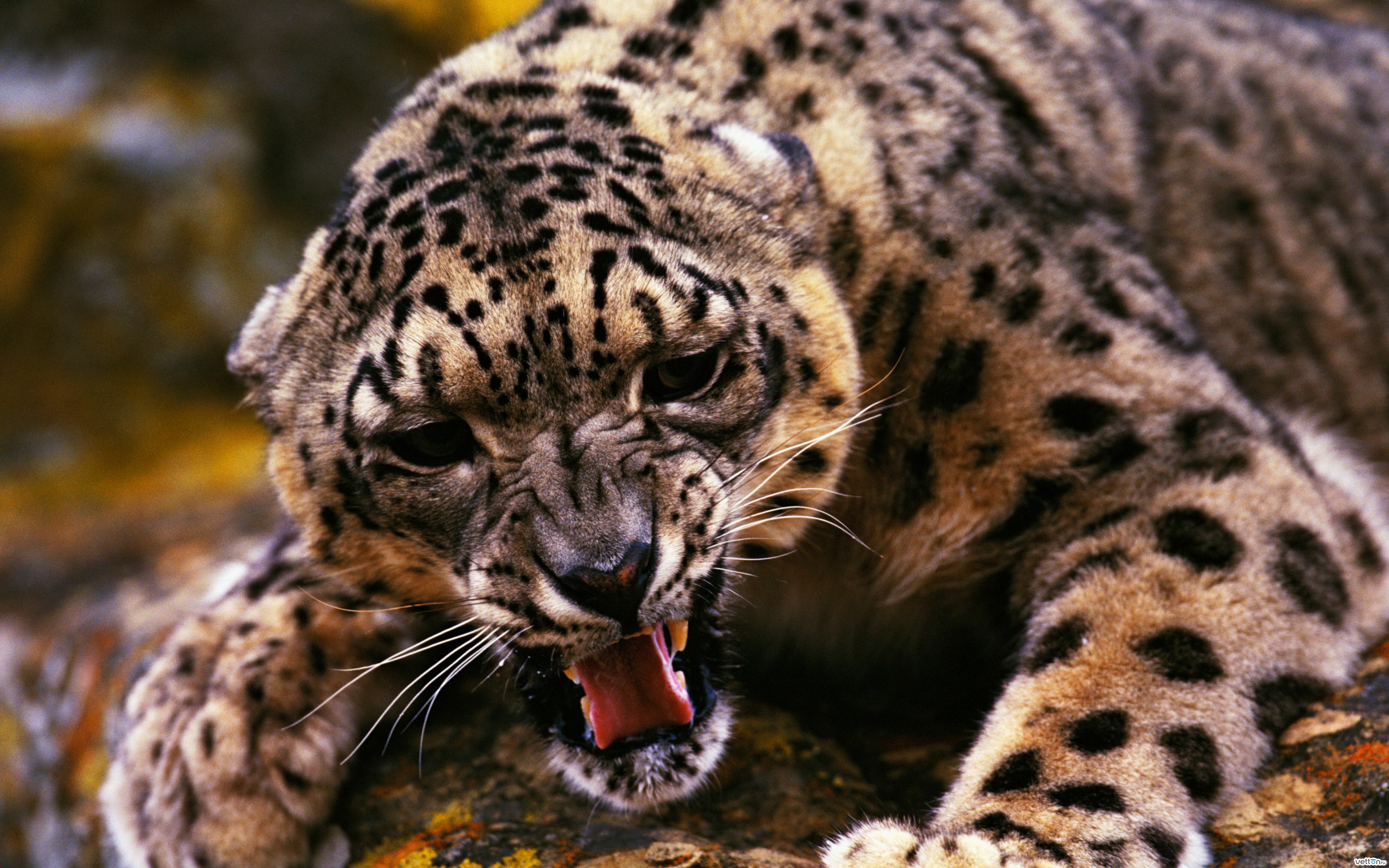 Animal pc. Леопард снежный Барс Ягуар. Гепард и Ирбис. Дальневосточный леопард оскал. Цейлонский леопард.