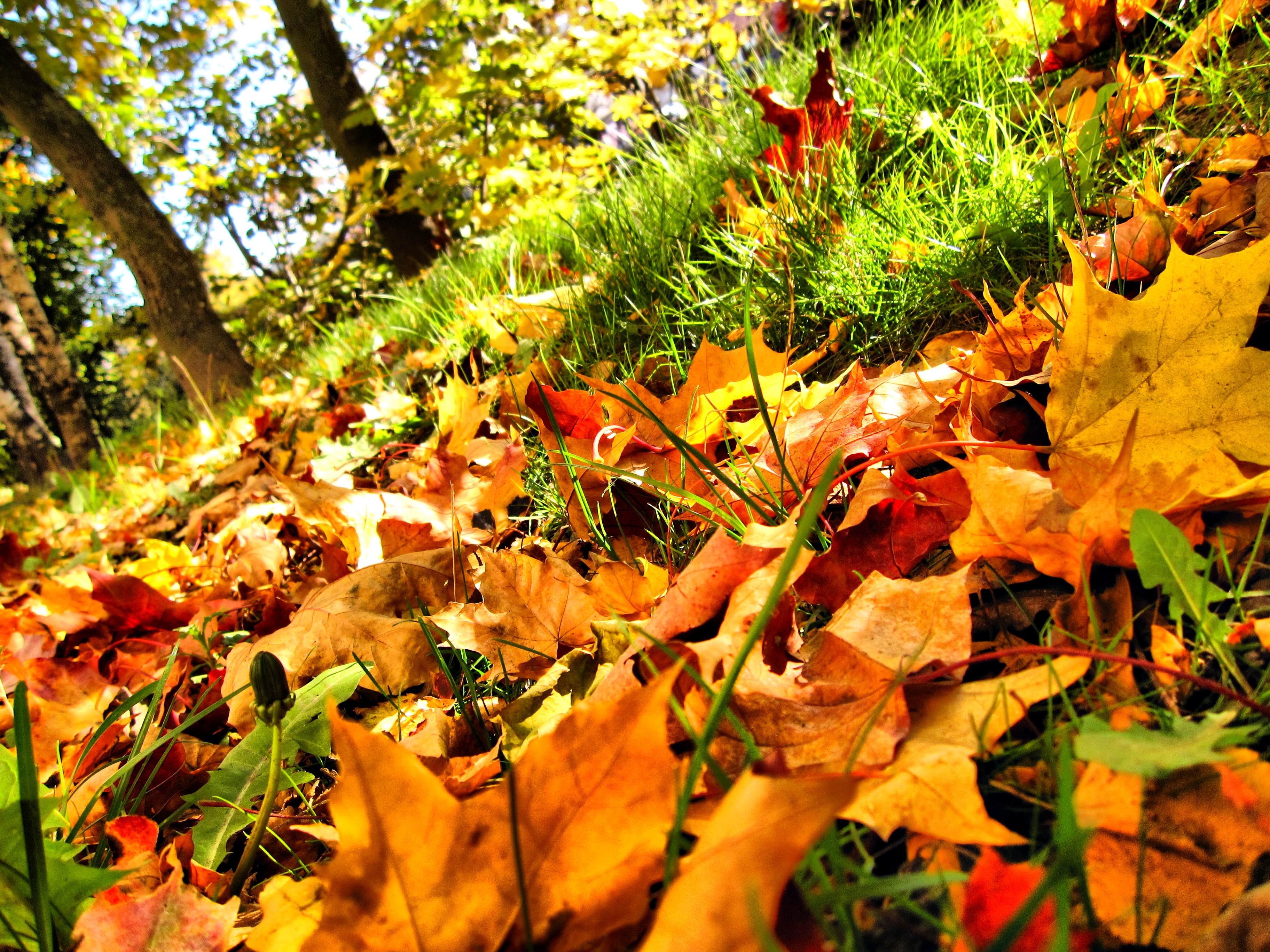 Осень Большие Фото