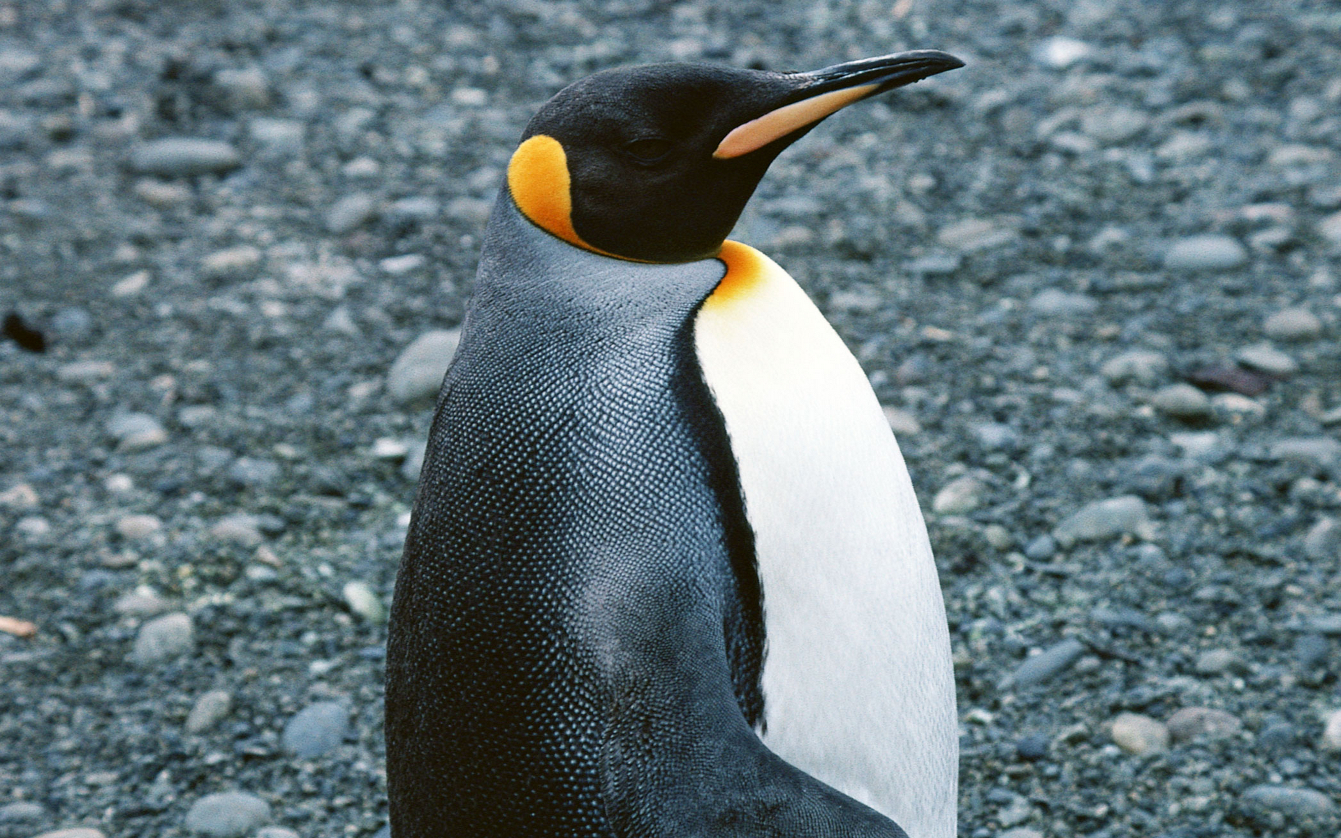Есть ли перья у пингвинов фото