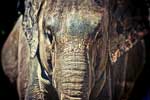 картинки животных слонов