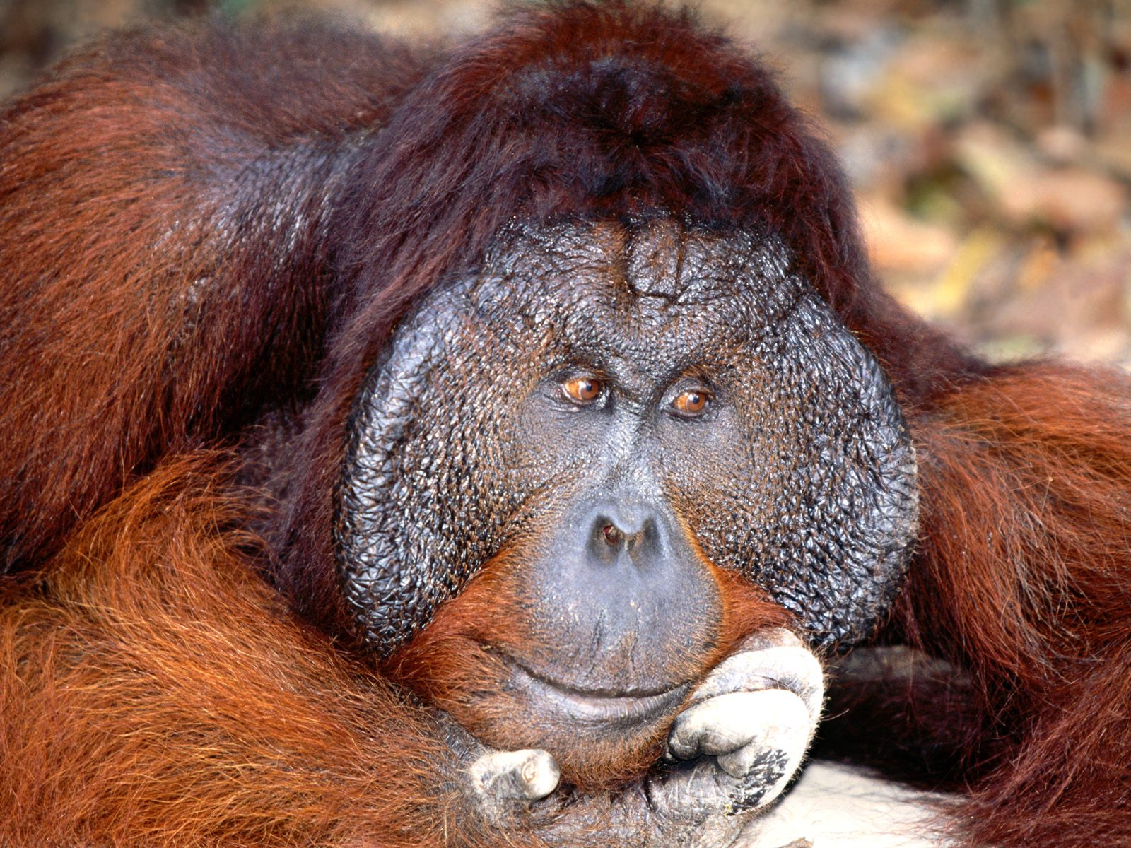 Кто такие обезьяны. Суматранский орангутан. Порода обезьян орангутаны. Большие породы обезьян. Редкие обезьяны.