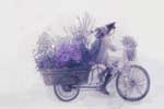 Картинки аниме,велосипед тележка с цветами