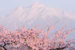 картинки пейзажи,цветущая сакура