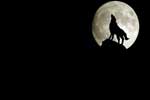 картинки минимализм,волк воет на луну