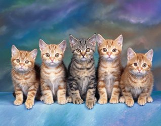Картинки кошек