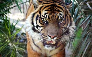 индийский тигр