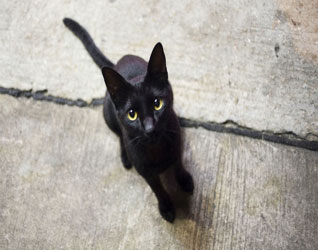 Картинки черных кошек