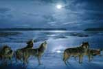 Картинки волков