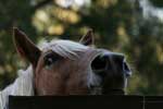 Картинки животные,лошадь