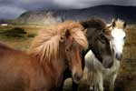 Картинки животные,лошади