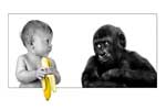 Картинки животные,мальчик и горила 