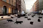 Картинки кошки,чёрные кошки