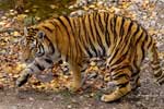 Картинки кошки,амурский тигр