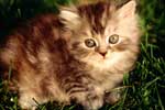 Картинки кошки,котенок пушистый полосатый