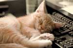 Картинки кошки,спит на клавиатуре