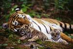 Картинки кошки,тигрица с тигрятами