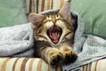 Картинки кошки,котенок зевает