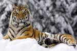 Картинки кошки,тигр зима