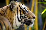 Картинки кошки,профиль тигра