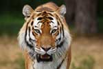 Картинки кошки,сибирские тигры фото