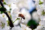Картинки макро,пчела в цветке