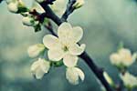 Картинки макро,цветок вишни