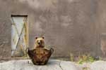 Картинки и фото медведи