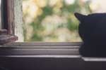картинки настроения,кот на окне