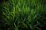 картинки природа,трава зелень