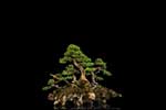 картинки природа,мини дерево бонсай