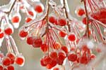 картинки природа,красные ягоды лёд мороз