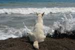 картинки собаки,море пляж прибой