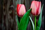 букеты тюльпанов фото красивые