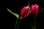 красивые тюльпаны фото