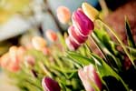 тюльпаны фото цветов