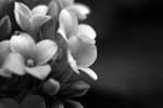 картинки цветы,черно белое фото