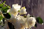 картинки цветы,розы белые бутоны