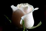 картинки цветы,роза белая