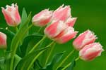 картинки цветы,розовые пестрые тюльпаны