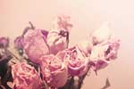 картинки цветы,засушенные розы