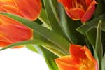 картинки цветы,фото тюльпаны