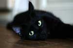 картинки на телефон черных кошек